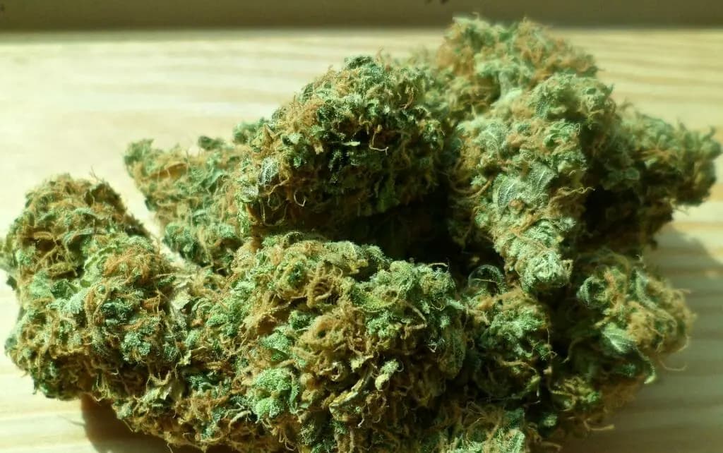THCA blüten deutschland vs. traditionelles THC: Ein Vergleich
