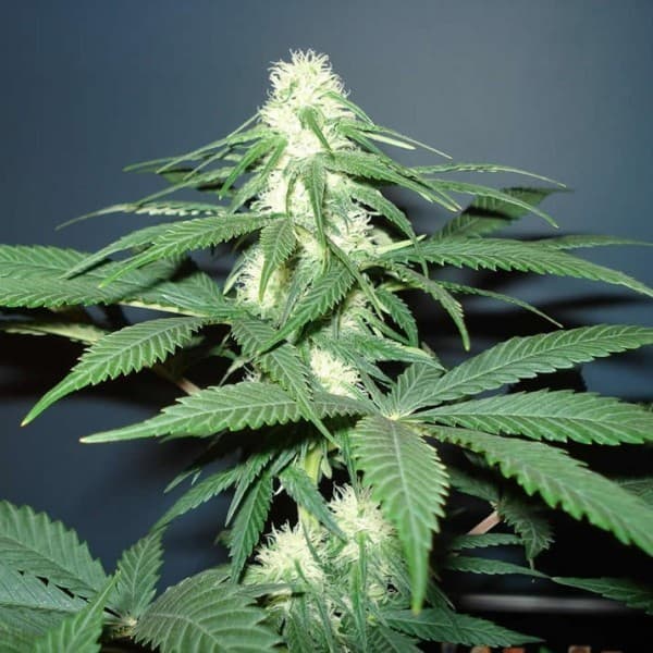 Die Magie von MIMOSA X ORANGE PUNCH: Genetische Infusion für herausragende Produktivität.