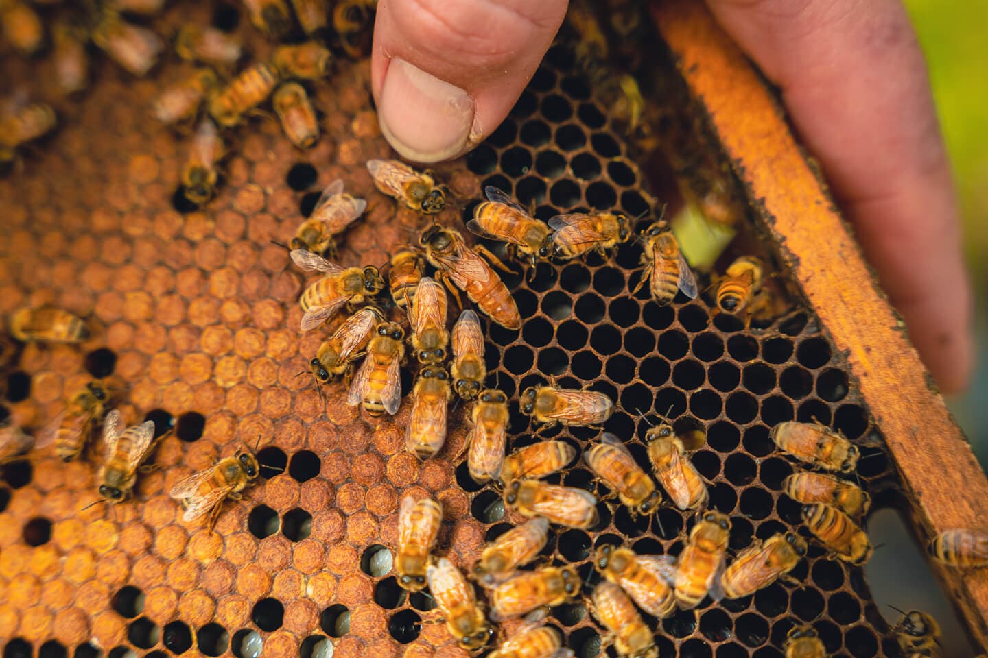 Bienenprodukte für eine nachhaltige Zukunft: Imkerei als Schlüssel zur Umweltbewahrung