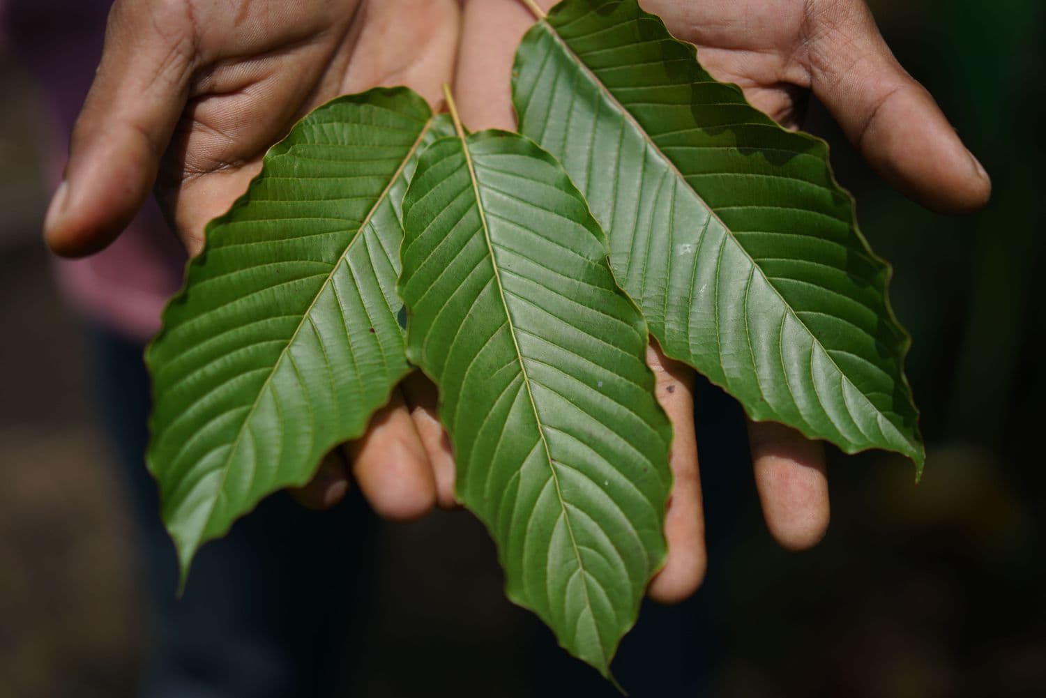 Auf der Suche nach einem erstklassigen Online-Shop für Kratom in Deutschland und Österreich?