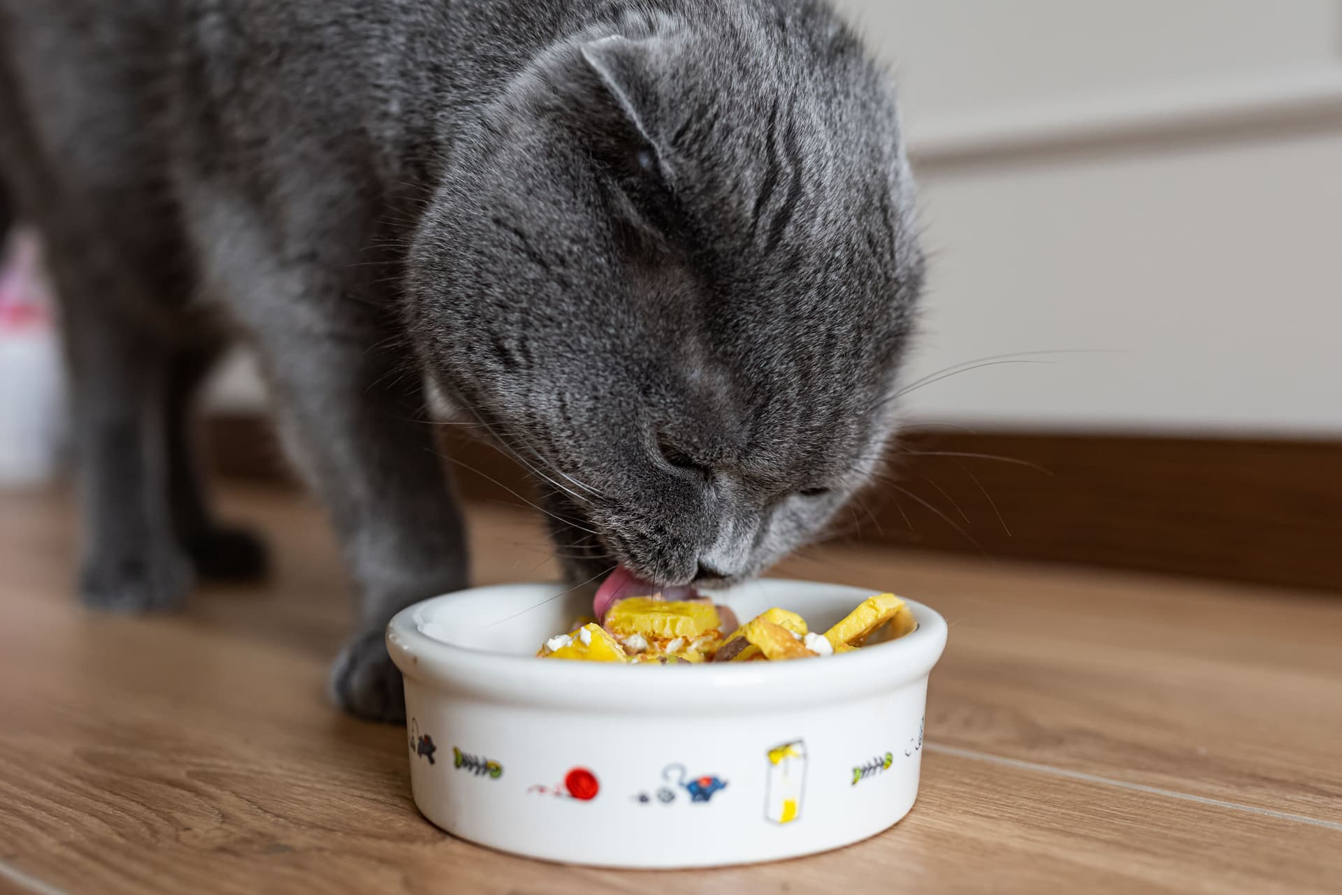 Premium-Katzenfutter: Qualität trifft auf Catfood
