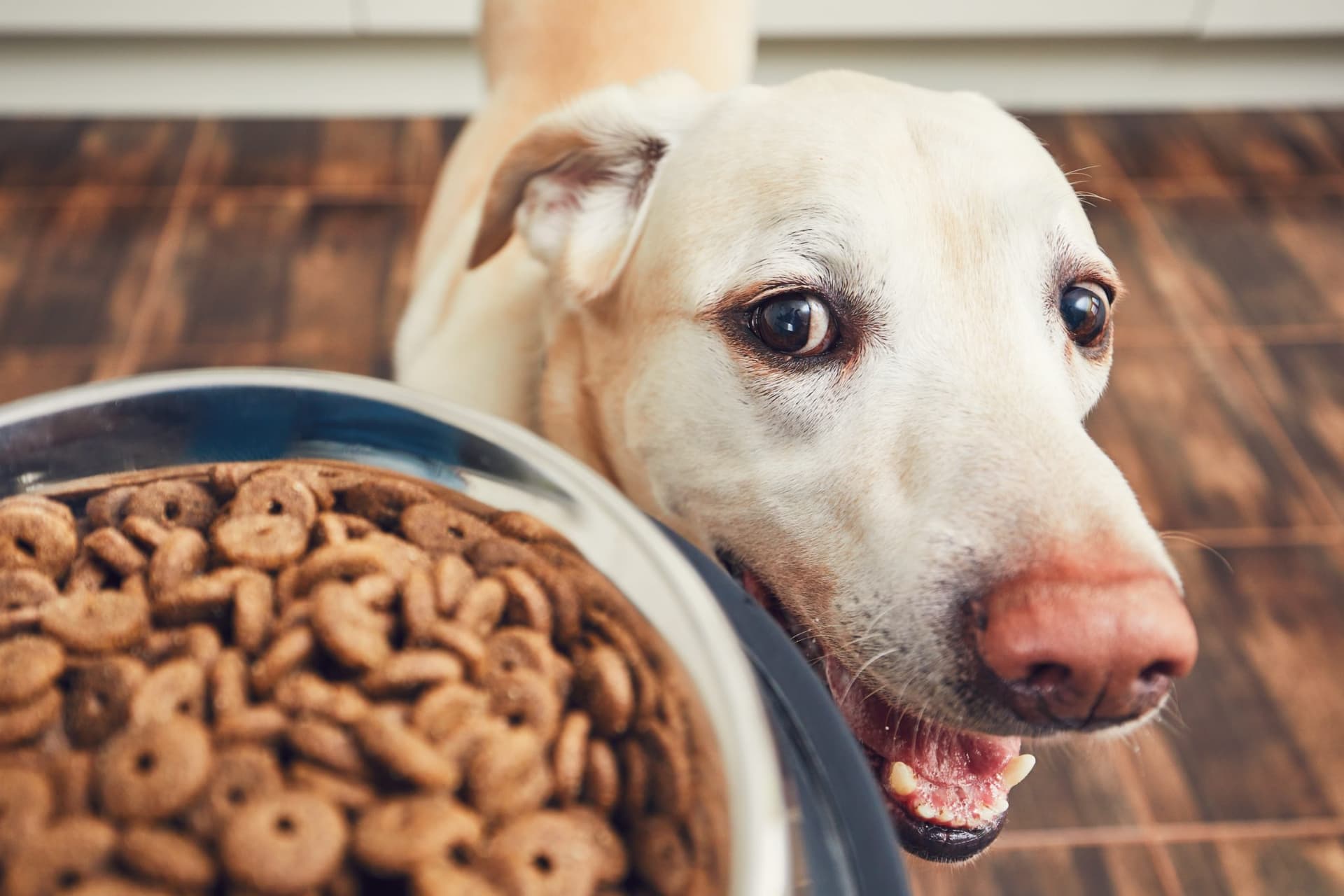 Hundezubehör Basics: Die unverzichtbaren Utensilien für jeden Hundehalter