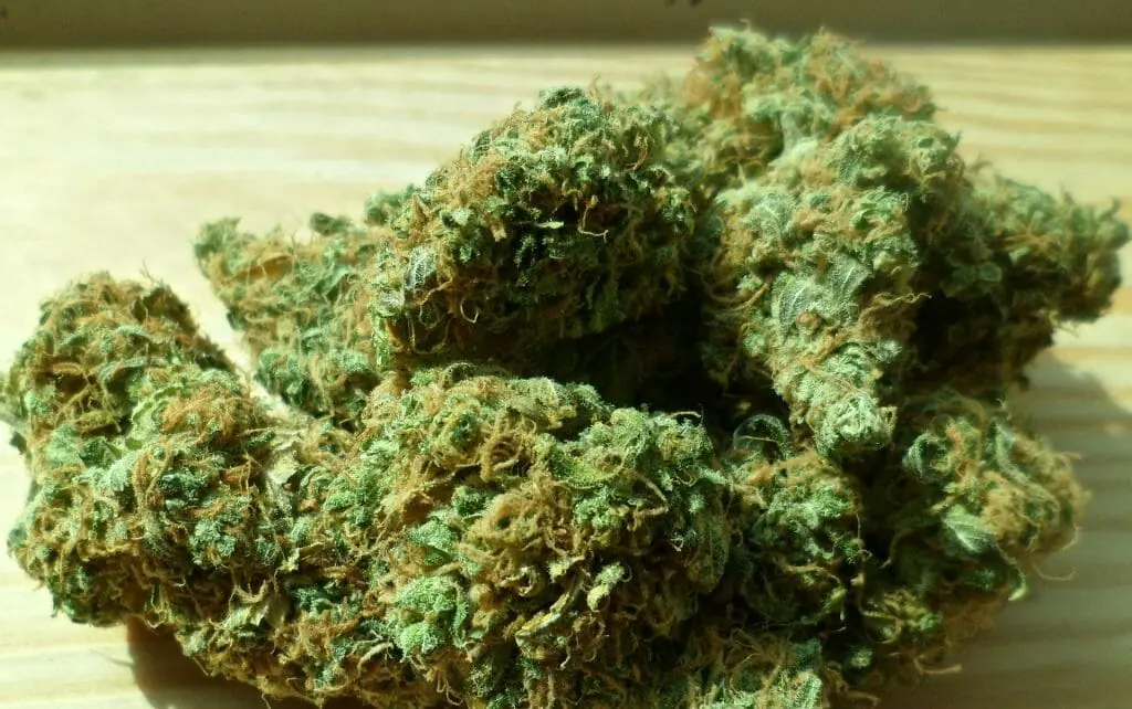 THCA blüten deutschland vs. traditionelles THC: Ein Vergleich