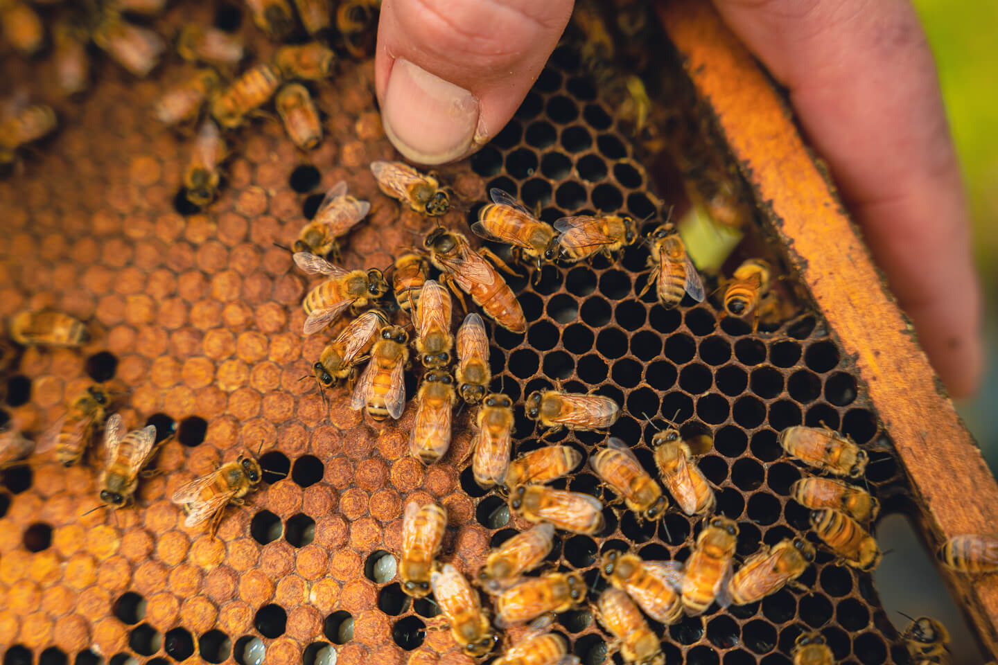 Bienenprodukte für eine nachhaltige Zukunft: Imkerei als Schlüssel zur Umweltbewahrung