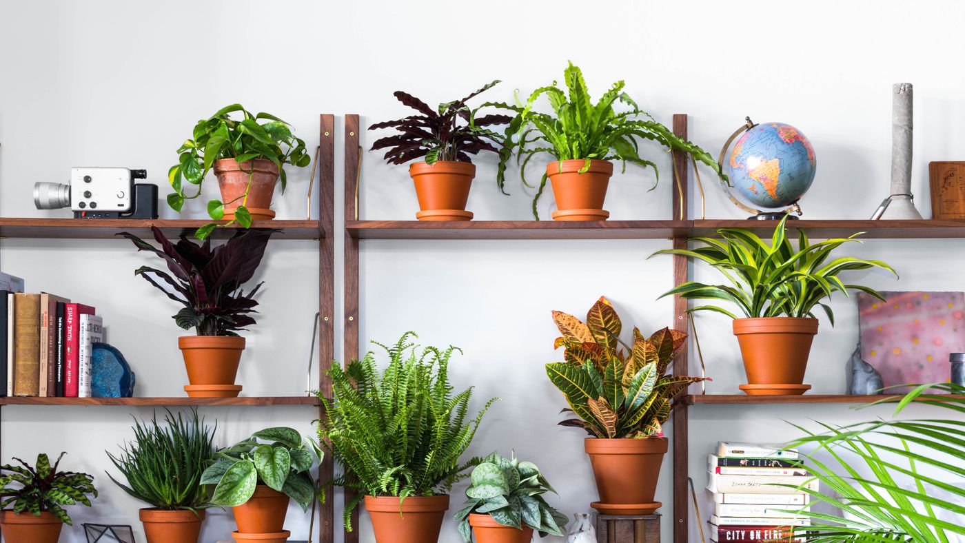 Gartenpflanzen für ein blühendes Paradies – Bei Pflanze2Go