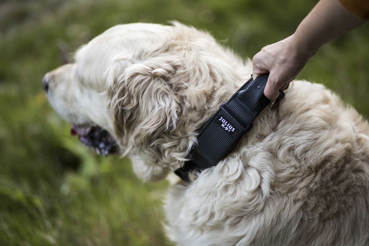 Die neuesten Trends bei Hundehalsband mit Griff