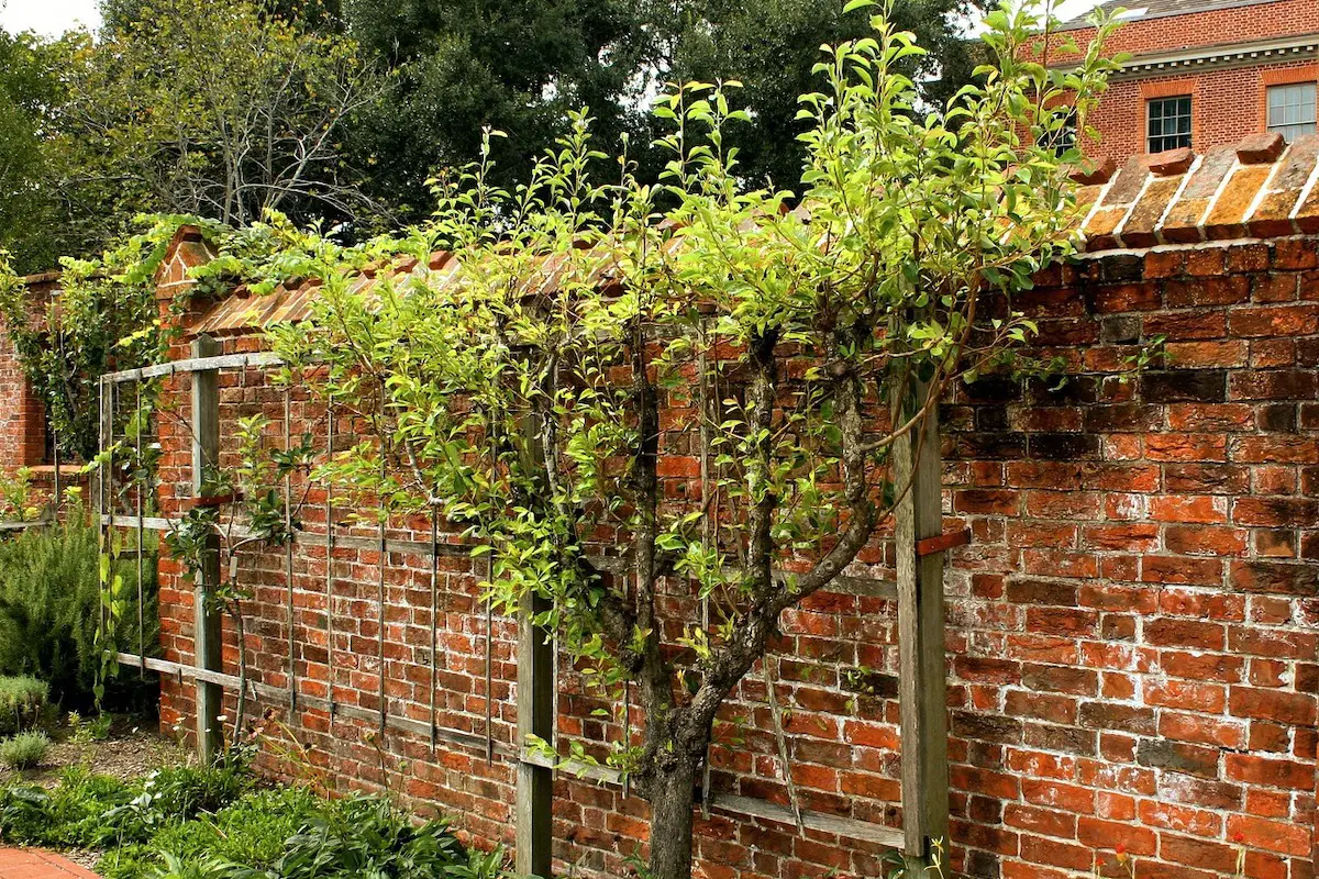 Immergrüne Spalierbäume: Der Schlüssel zu einem charmanten und geschützten Garten